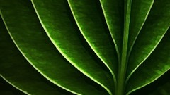 Leaves Green