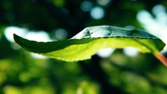 Leaves Green depth of field