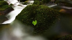 Leaves Green Earth mist
