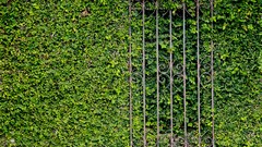 Leaves Green gates