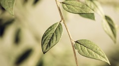 Leaves Green golden green yellow