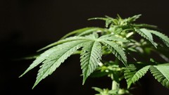 Leaves Green marijuana