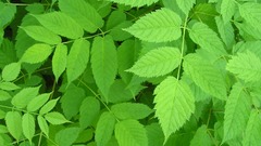 Leaves Green nature Plants