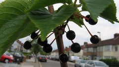 Leaves Green Plants Berries multicolor