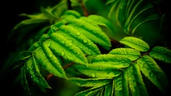 Leaves Green Plants suite