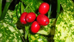 Leaves Green Plants vegetables tomatoes multicolor
