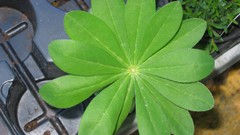 Leaves Green Plants vegetables tomatoes multicolor