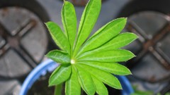 Leaves Green Plants vegetables tomatoes multicolor