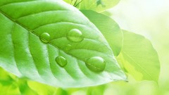 Leaves Green Plants water drops