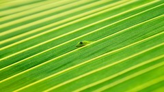 Leaves Green Reptiles national geographic lizards