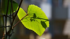 Leaves Green shadows depth of field