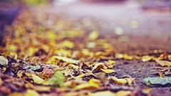 Leaves ground fallen leaves depth of field