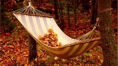 Leaves hammock asleep