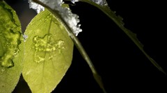 Leaves ice