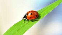 Leaves insects ladybirds