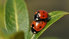 Leaves insects ladybirds