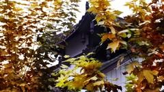 Leaves Japan architecture