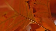Leaves Japan close-up