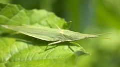Leaves Japan insects