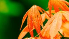 Leaves Japan japan views