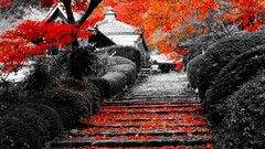 Leaves Japan Kyoto selective coloring