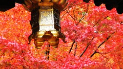 Leaves Japan lanterns