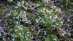 Leaves Japan spring flower petals