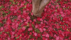 Leaves Japanese fallen leaves