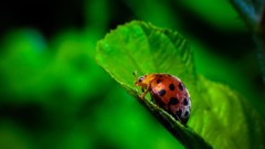 Leaves ladybirds