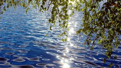 Leaves lakes reflections ripples sunlight