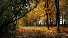 Leaves Landscapes nature Trees