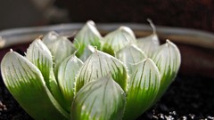 Leaves light Green Plants