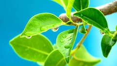 Leaves light Green spring blue skies