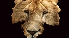 Leaves Lions