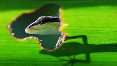 Leaves lizards