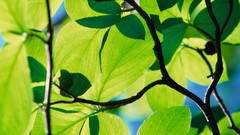 Leaves Longhorn windows