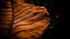 Leaves macro