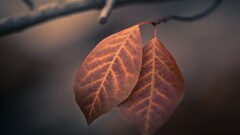 leaves macro branch Plants