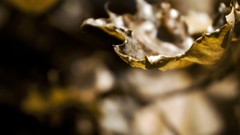 Leaves macro depth of