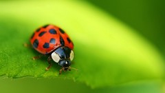 Leaves macro depth of