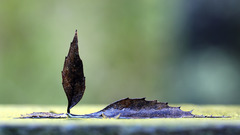 Leaves macro fallen leaves