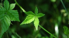 leaves macro Green Plants outdoors