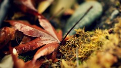 leaves macro nature Plants fall