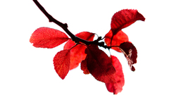 Leaves macro nature Trees