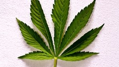 Leaves marijuana