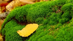 Leaves moss fallen leaves