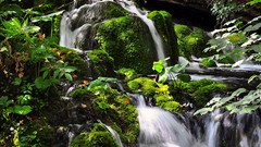 Leaves moss waterfalls streams rivers brook