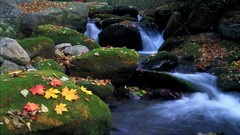 Leaves Mountains autumn national park Tennessee