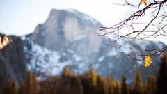 Leaves Mountains branches California Yosemite National Park 