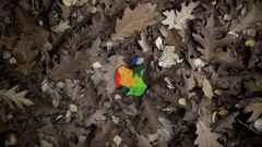 Leaves multicolor apple inc fallen leaves